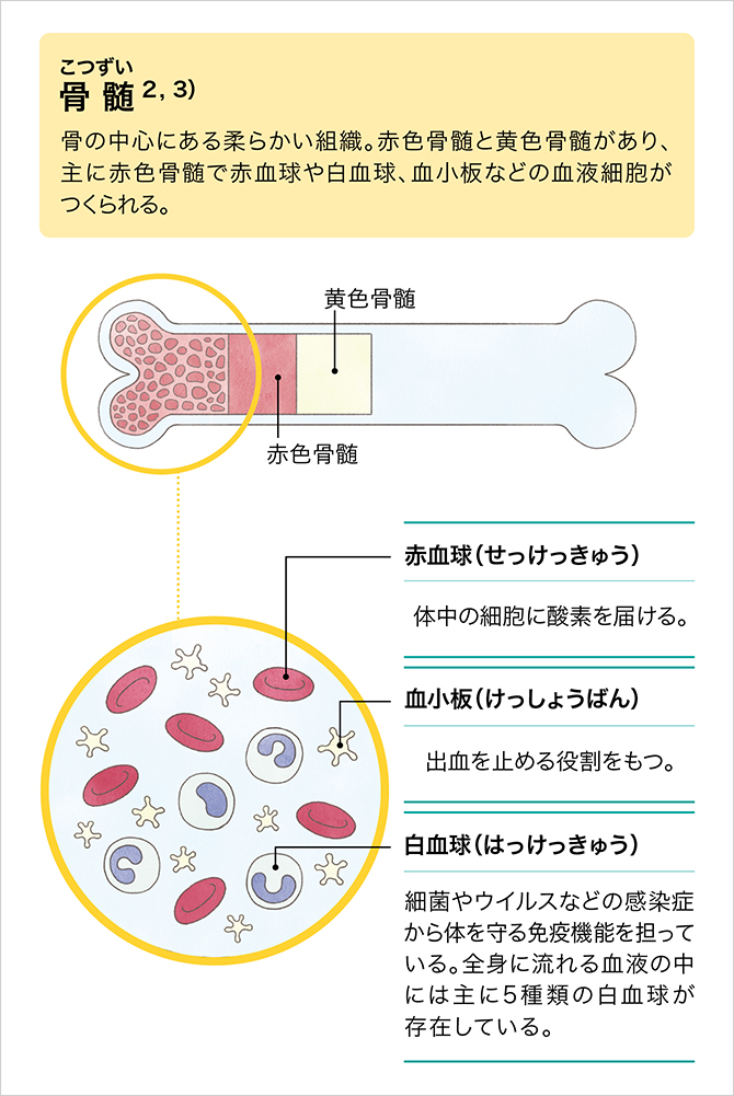 「血液は骨の中でつくられている」の説明画像