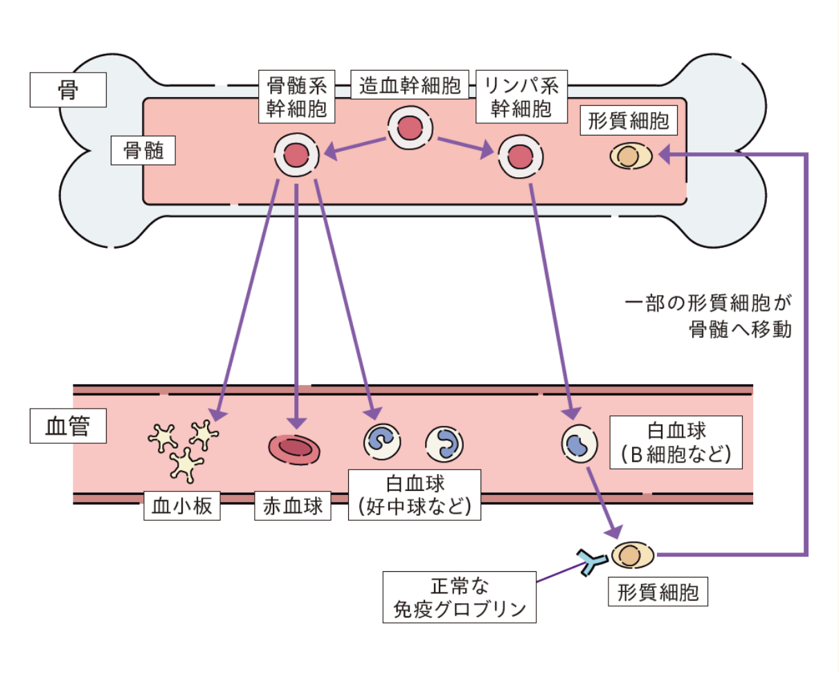 詳しく知りたい「血液のこと」