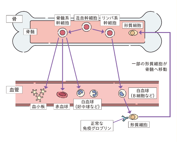 詳しく知りたい「血液のこと」