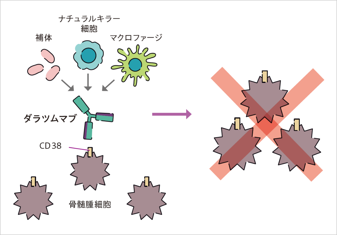 ダラキューロ&reg;の有効成分である「ダラツムマブ」は、骨髄腫細胞の表面に多く存在するCD38とよばれる抗原（目印）に結合し、体内の免疫細胞（ナチュラルキラー細胞やマクロファージなど）や補体とよばれるタンパク質と協力して骨髄腫細胞の増殖をおさえます。